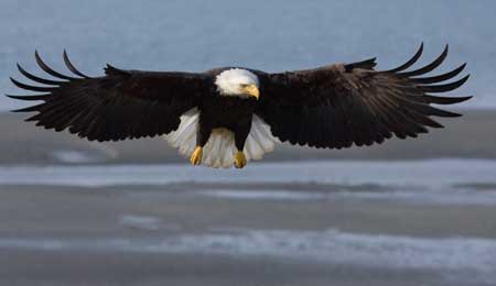 Eagle
